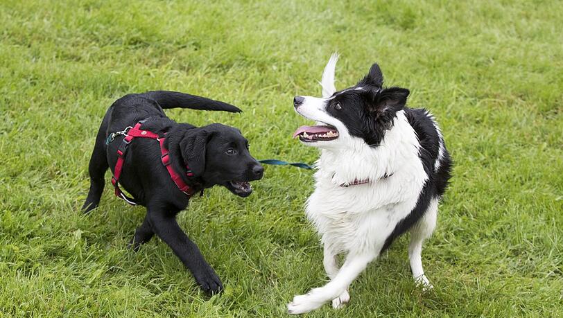 Nach Rauferei zweier Hunde: Halter sticht auf fremdes Tier ein Nach Rauferei zweier Hunde: Halter sticht auf fremdes Tier ein