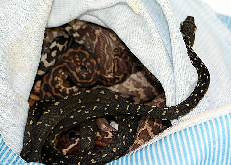 36 lebende Schlangen versuchte der Australier einzuschmuggeln.
