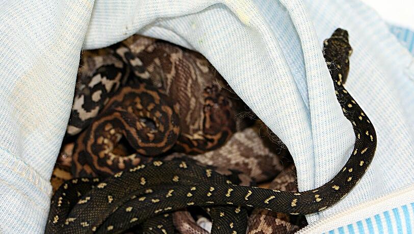 36 lebende Schlangen versuchte der Australier einzuschmuggeln. 36 lebende Schlangen versuchte der Australier einzuschmuggeln.