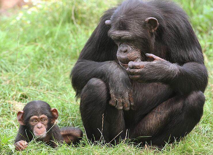 Doch das kann nicht alles sein, so die aktuelle Forschung. &bdquo;Schimpansen und Bonobos betreiben Sex noch häufiger als wir, aber sie leben ohne Paarbindungen, die aufrecht erhalten werden müssen&rdquo;, sagt der amerikanische Evolutionsbiologe Jared Diamond.