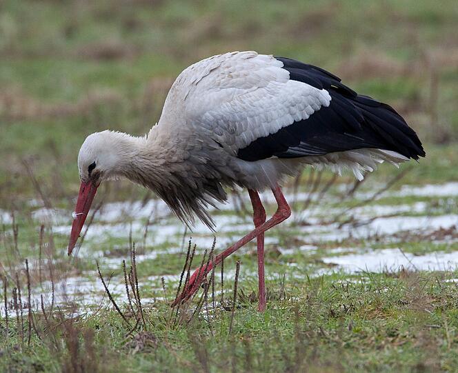&bdquo;Kampfstorch&ldquo; HACKY: Der angriffslustige Adebar ging im vergangenen Juli im vorpommerschen Bergholz auf mehrere Autos los. Da er auch Scheiben an Türen und Fenstern mit dem Schnabel zerschlug, verhängten
einige Dorfbewohner ihre Türen mit Decken. Vermutlich sah der Storch in seinem Spiegelbild einen Rivalen und hackte darauf los. (Symbolbild)