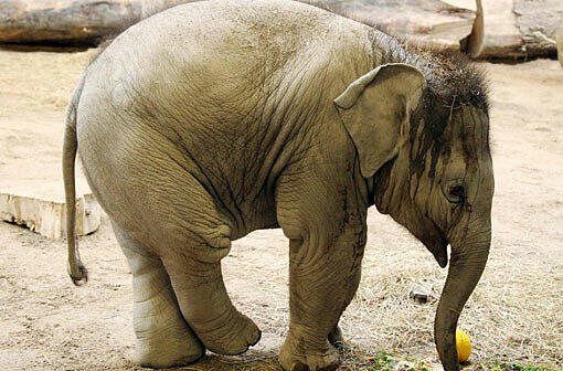 Am 06. Mai 2011 wurde Elefantenbaby Ludwig im Tierpark Hellabrunn geboren.