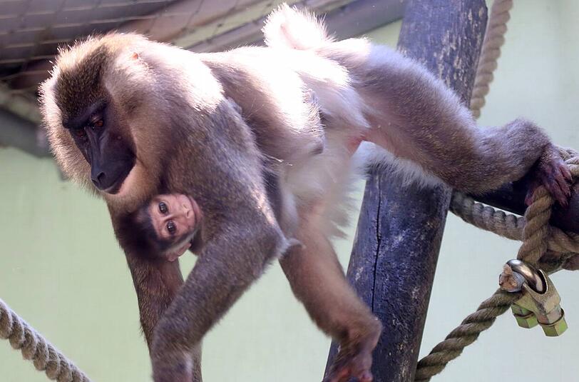 Im Tierpark Hellabrunn zeigte Drill-Affen-Dame Afi (7) stolz ihren Nachwuchs. Für den kleinen Affen wird noch ein Name gesucht.