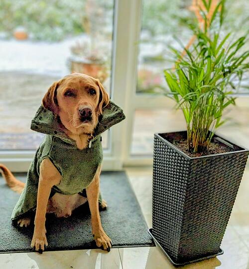 Leopold ist kuschelig und sehr begeistert bei der Knochensuche. Leider leidet er an einer Epilepsie und muss daher viele Medikamente schlucken. Was er aber tapfer macht. Ein Fernsehteam von SAT 1, das Aufnahmen vom Training machte, stilisierte ihn im Sinne von Indiana Jones.