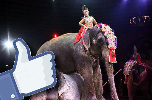Hat sich der Circus Krone Facebook-Freunde gekauft?