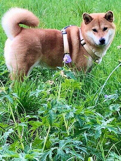 Hoshi