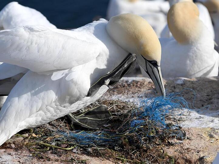 Ein Basstölpel sitzt auf einem Nest mit Plastikresten.