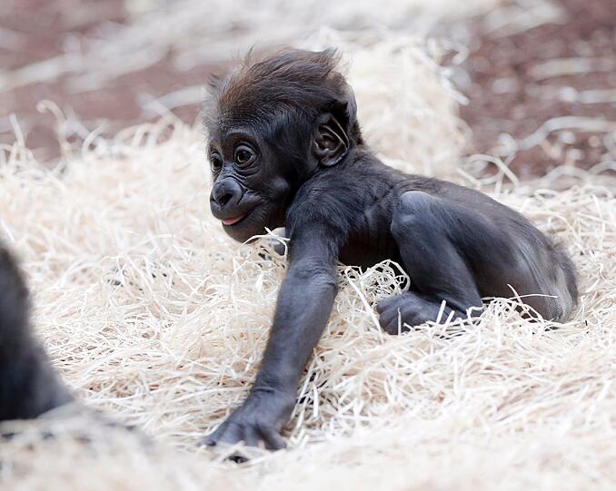 Nachwuchs bei den Menschenaffen: Mehr Fotos vom kleinen Gorilla-Baby und seiner Mutter Bagira. Zum Durchklicken...