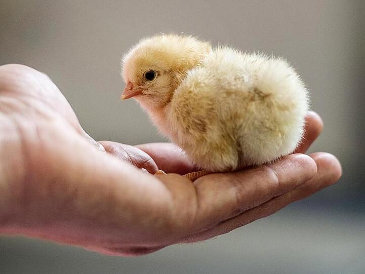 Das Bundesverwaltungsgericht in Leipzig muss als höchste Instanz klären, ob das massenhafte Kükentöten mit dem Tierschutzgesetz vereinbar ist.