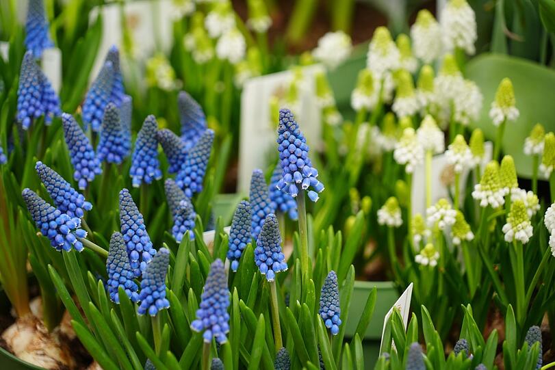 Das leuchtende Blau der Traubenhyazinthe bringt einen auffälligen Farbakzent in den Blumenkasten.