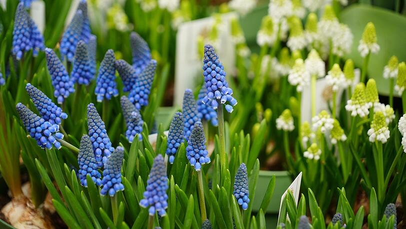Das leuchtende Blau der Traubenhyazinthe bringt einen auffälligen Farbakzent in den Blumenkasten. Das leuchtende Blau der Traubenhyazinthe bringt einen auffälligen Farbakzent in den Blumenkasten.