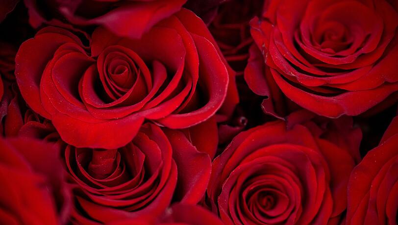 Rosen z&auml;hlen zu den beliebtesten Valentinstagsgeschenken.