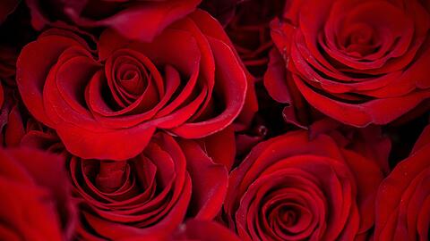 Rosen z&auml;hlen zu den beliebtesten Valentinstagsgeschenken.