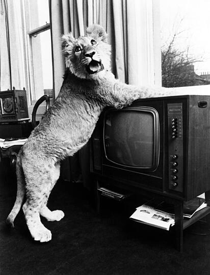 Vier Monate alt und 15 Kilo schwer: Der kleine Löwe untersucht den Fernseher.