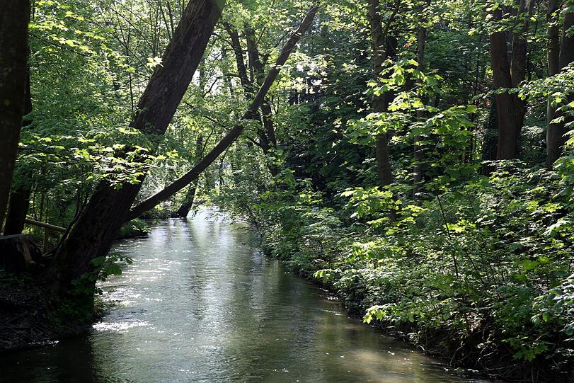 Ganz schön wild: klares Wasser, dicht bewachsenes Ufer.
