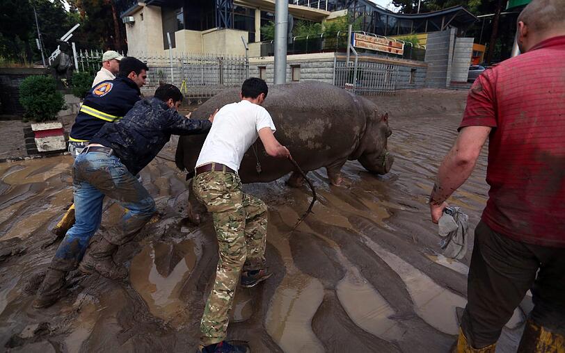 Wegen starker Überschwemmungen in Tiflis konnten zahlreiche Raubtiere aus dem Zoo ausbüxen. Die irren Bilder aus Georgien.