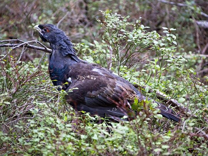 Ein vier Monate alter Auerhahn: Die Vögel sind als bedrohte Tierart streng geschützt und kommen im Schwarzwald nur noch in wenigen Gebieten vor.
