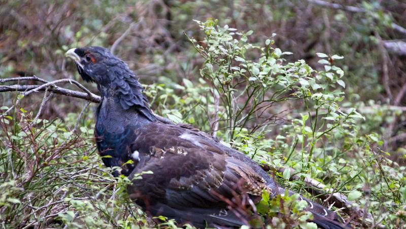 Ein vier Monate alter Auerhahn: Die Vögel sind als bedrohte Tierart streng geschützt und kommen im Schwarzwald nur noch in wenigen Gebieten vor. Ein vier Monate alter Auerhahn: Die Vögel sind als bedrohte Tierart streng geschützt und kommen im Schwarzwald nur noch in wenigen Gebieten vor.