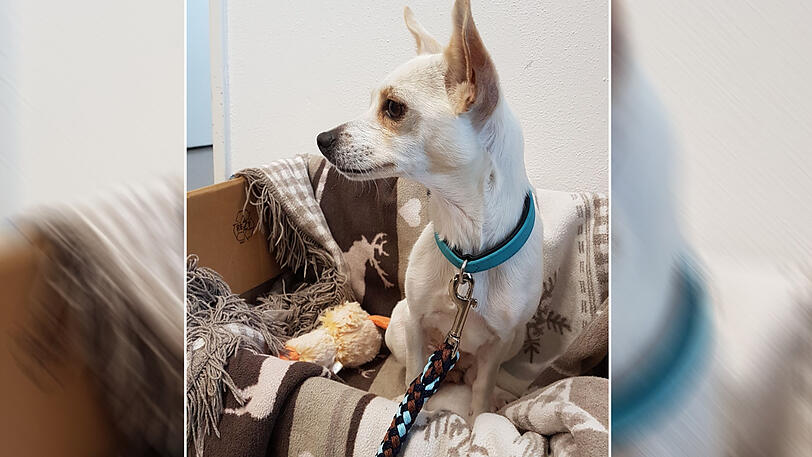 Die Polizei sucht den Besitzer des Chihuahua, der auf der A9 ausgesetzt wurde.
