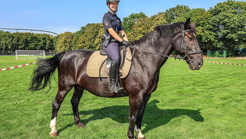 So in etwa sehen die Tiere bei der Reiterstaffel der Polizei aus. Im Bild ist ein 14-jähriger Wallach. Die Tiere sind eigentlich dafür trainiert, auch hohe Lautstärken wie bei Schüssen auszuhalten. So in etwa sehen die Tiere bei der Reiterstaffel der Polizei aus. Im Bild ist ein 14-jähriger Wallach. Die Tiere sind eigentlich dafür trainiert, auch hohe Lautstärken wie bei Schüssen auszuhalten.
