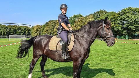 So in etwa sehen die Tiere bei der Reiterstaffel der Polizei aus. Im Bild ist ein 14-jähriger Wallach. Die Tiere sind eigentlich dafür trainiert, auch hohe Lautstärken wie bei Schüssen auszuhalten. So in etwa sehen die Tiere bei der Reiterstaffel der Polizei aus. Im Bild ist ein 14-jähriger Wallach. Die Tiere sind eigentlich dafür trainiert, auch hohe Lautstärken wie bei Schüssen auszuhalten.