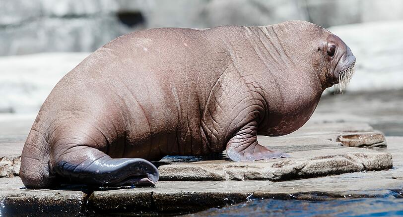 Am Donnerstag begeisterte das Walrossbaby im Tierpark Hagenbeck in Hamburg die Besucher. Die Bilder!