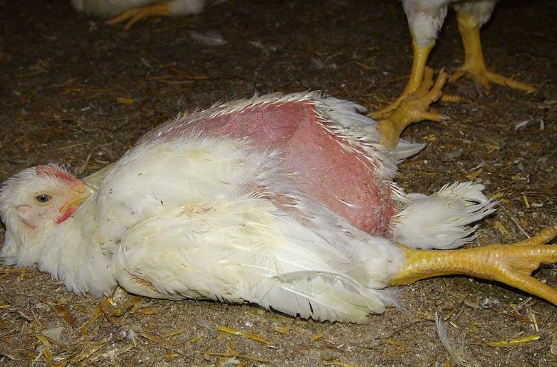 Dieses Küken kommt nicht mehr auf die Beine. Ohne Hilfe wird es verdursten.