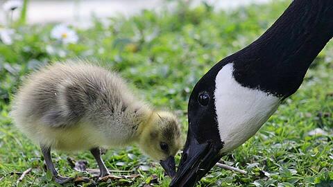 Der sicherste Platz für Gänseküken ist immer in der Nähe der Altvögel.