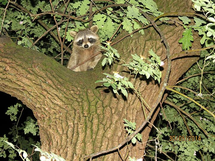 Neugierig blickt der Waschbär in die Kamera. In der Baumkrone der Eiche sitzt das Tier wie auf einem Thron.