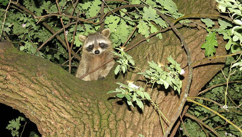 Neugierig blickt der Waschbär in die Kamera. In der Baumkrone der Eiche sitzt das Tier wie auf einem Thron.