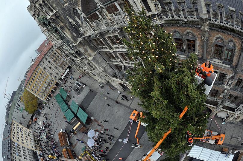 Füllig und formschön: Im Gegensatz zu dem von 2011 macht der diesjährige Christbaum eine sehr gute Figur.