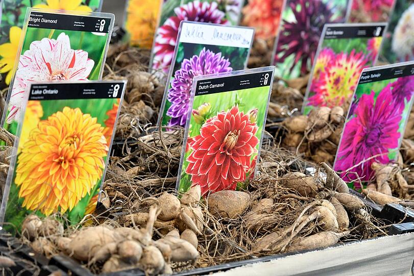 Verschiedene Blumenzwiebeln finden Besucher der Garten München auch 2020.