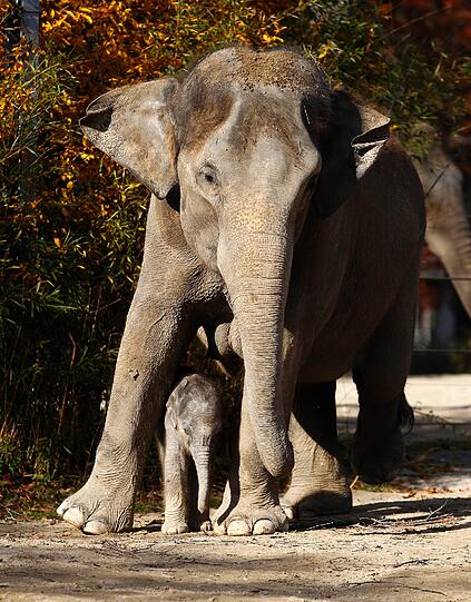 So süß! Am Dienstag hatte das bisher noch namenlose Elefantenmädchen offiziellen Fototermin im Freigehege des Tierparks Hellabrunn. Gemeinsam mit Mamma Panang und noch ein wenig tollpatschig erkundete das Dickhäuter-Baby seine neue Umgebung.
