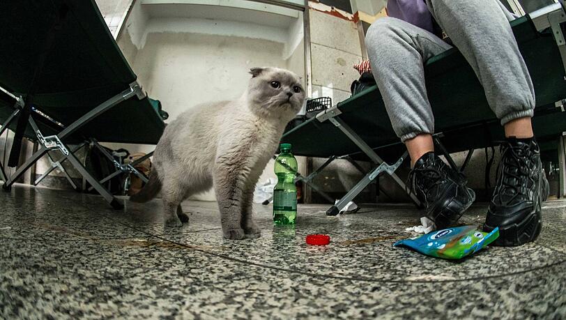 Eine Katze in einer Münchner Notunterkunft für die Geflüchteten.