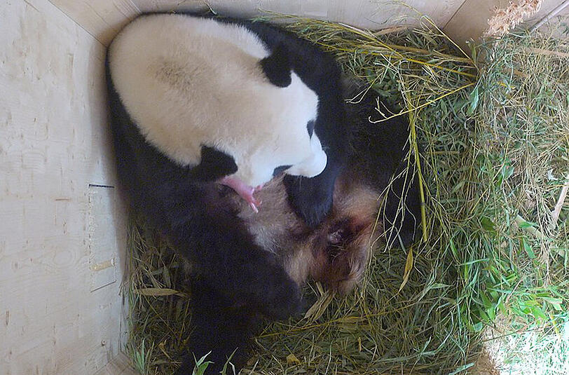 Zuerst sahen die Pfelger nur ein Baby. Das zweite versteckte sich im Fell.
