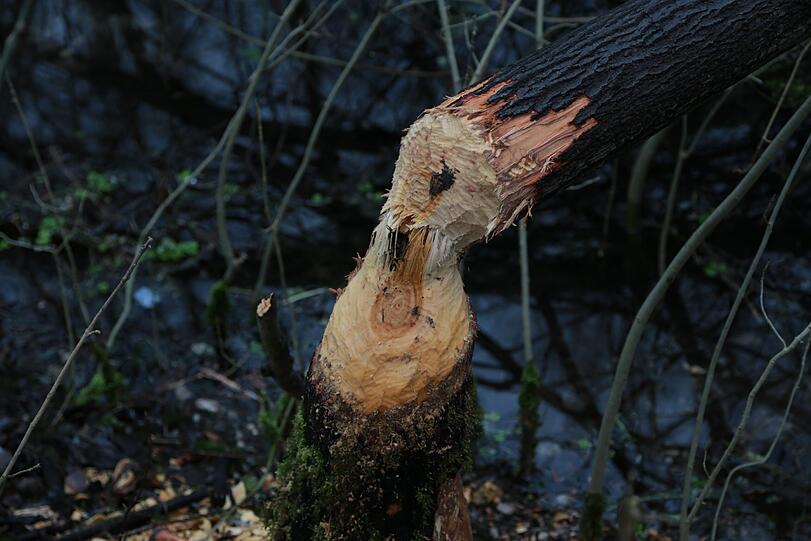 Diesen Baum am Reigersbach hat ein hungriger Biber gefällt.