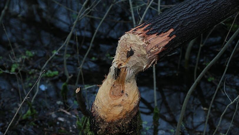 Diesen Baum am Reigersbach hat ein hungriger Biber gefällt. Diesen Baum am Reigersbach hat ein hungriger Biber gefällt.