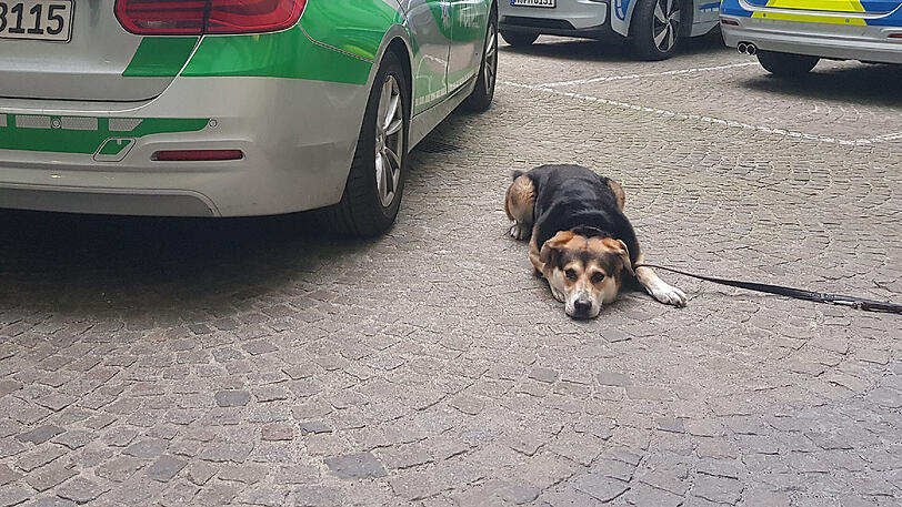 Diesen Hund retteten Polizei und Feuerwehr aus dem Hitze-Auto.