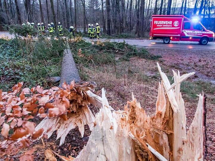 Einsatzkräfte der Feuerwehr in Sachsen entasten einen Baum, der auf eine Straße gefallen ist.