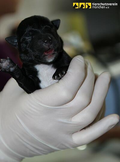 Die neugeborenen Hundebabys passen gerade mal auf eine Hand.