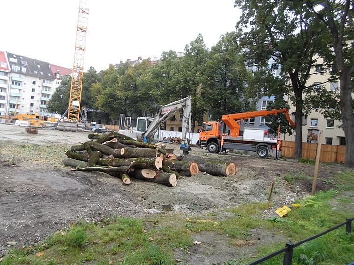 Die letzen Bäume am nordöstlichen Rand mussten zwar weichen. Die Allee links im Bild soll jedoch bleiben - denn diese Bäume sind von der Planung nicht betroffen.