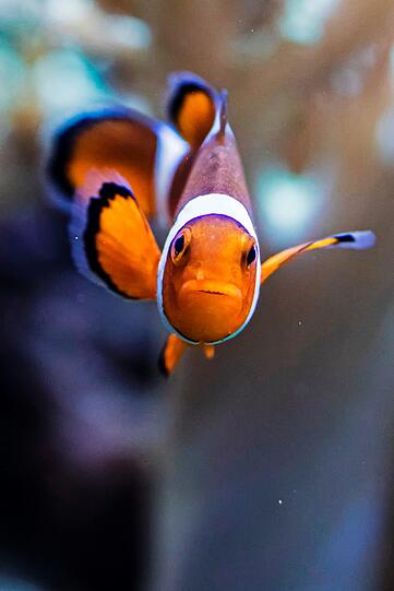 Nicht Nemo, trotzdem schön anzuschauen: ein Clownfisch.