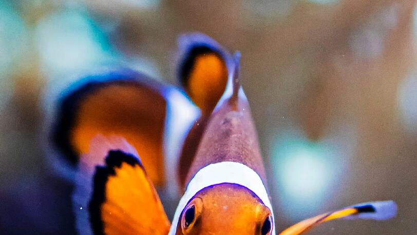 Nicht Nemo, trotzdem schön anzuschauen: ein Clownfisch.