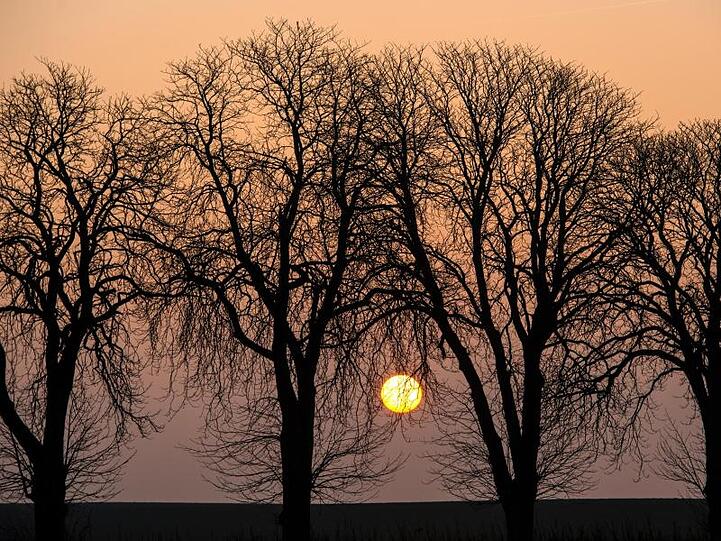 Die Morgensonne strahlt hinter einer Baumreihe hervor. Foto: Patrick Pleul/dpa-Zentralbild/dpa/Archivbild
