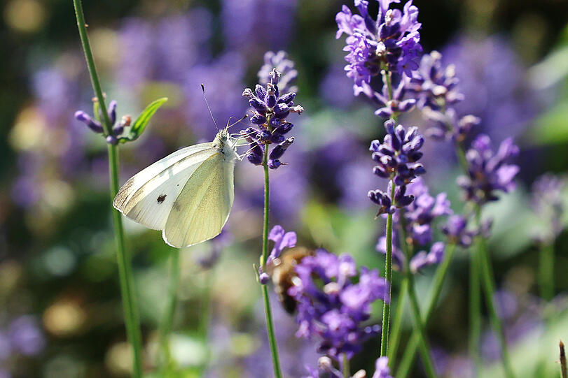 Alle Insekten lieben den duftigen Lavendel - so auch dieser Kohlweißling.