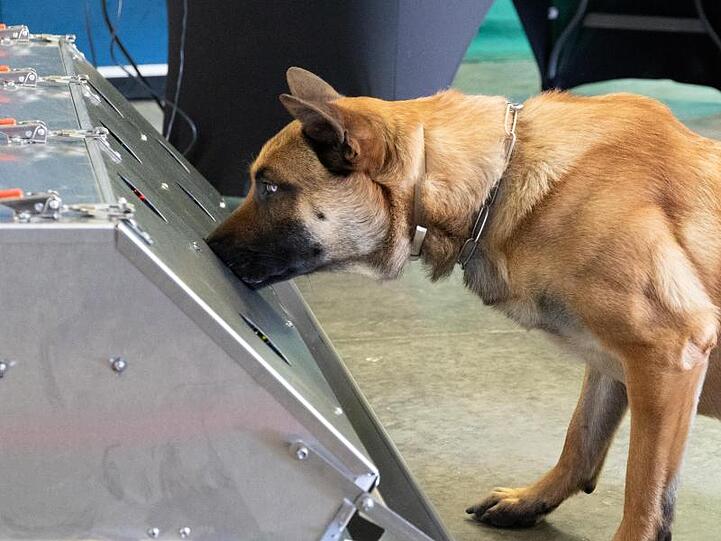 Donnie ist ein Spürhund der Bundeswehr. Er ist ein belgischer Schäferhund, auch bekannt unter der Bezeichnung Malinois. Aktuell erhält Donnie seine dritte Ausbildung zum Corona-Spürhund.