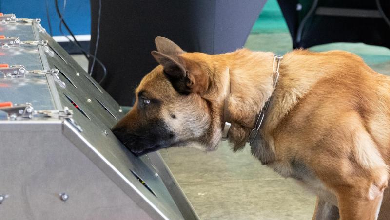 Donnie ist ein Spürhund der Bundeswehr. Er ist ein belgischer Schäferhund, auch bekannt unter der Bezeichnung Malinois. Aktuell erhält Donnie seine dritte Ausbildung zum Corona-Spürhund. Donnie ist ein Spürhund der Bundeswehr. Er ist ein belgischer Schäferhund, auch bekannt unter der Bezeichnung Malinois. Aktuell erhält Donnie seine dritte Ausbildung zum Corona-Spürhund.