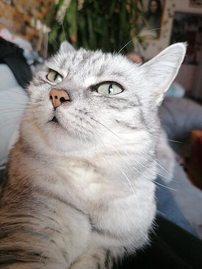 Stella