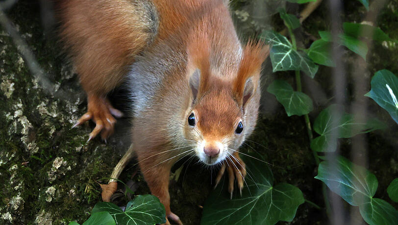 Was wuist nachad du? Auge in Auge mit dem frechen Eichhörnchen.