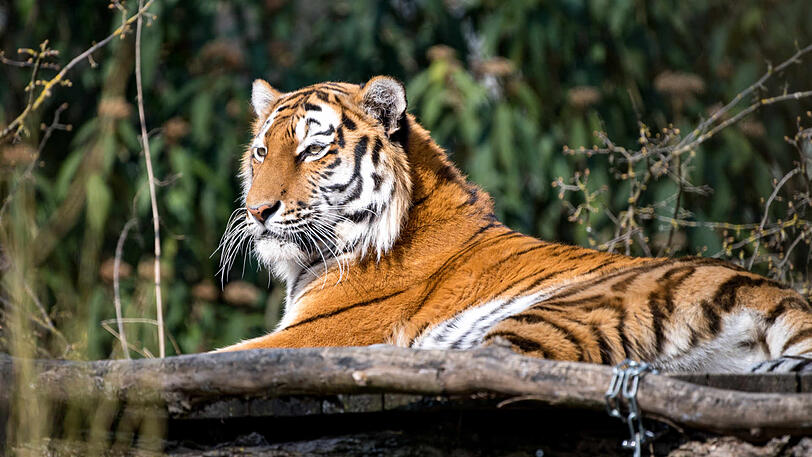 Tiger-Weibchen Ahimsa thront auch ohne Besucher auf ihrer Aussichtsplattform.